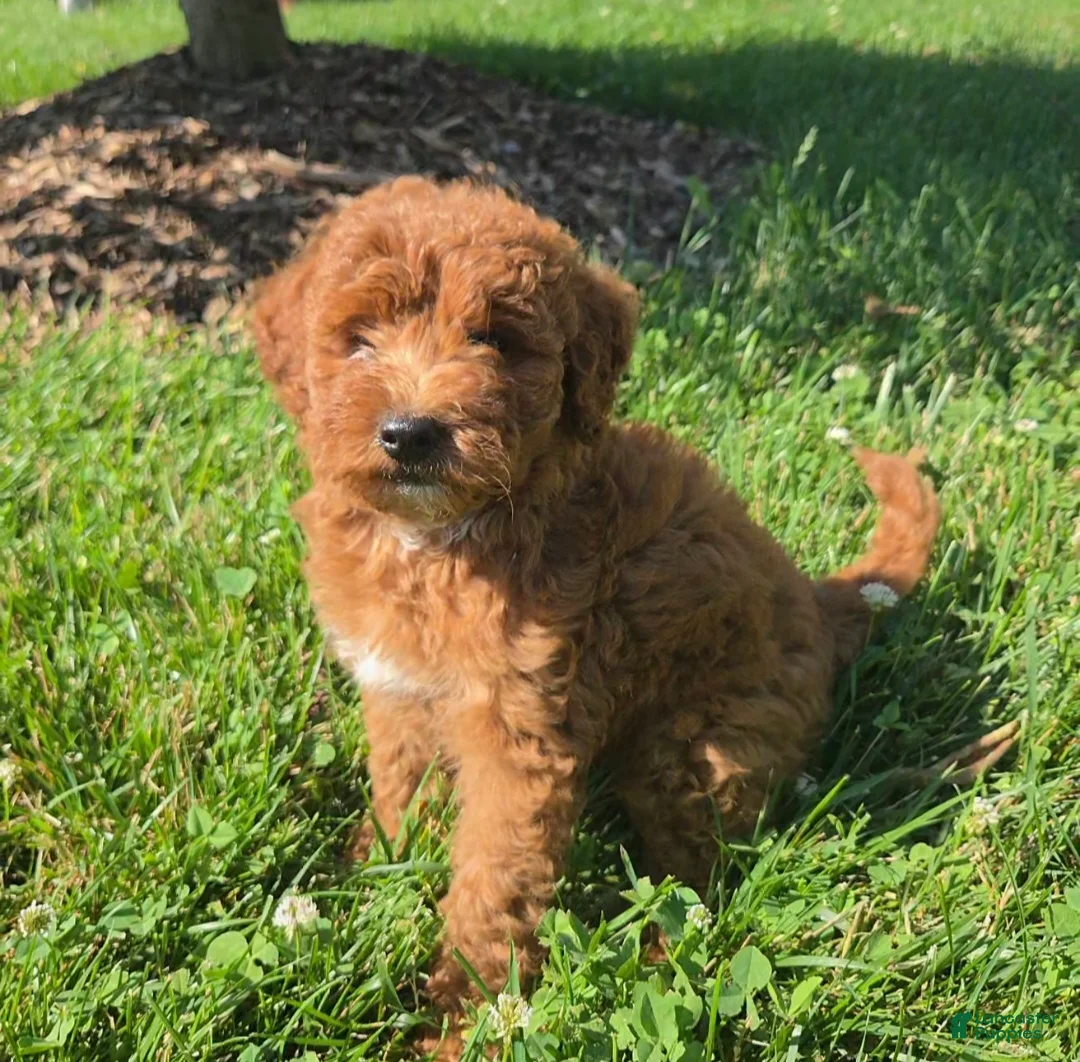 Mini Goldendoodle dogs for sale: Bella - Ad 1