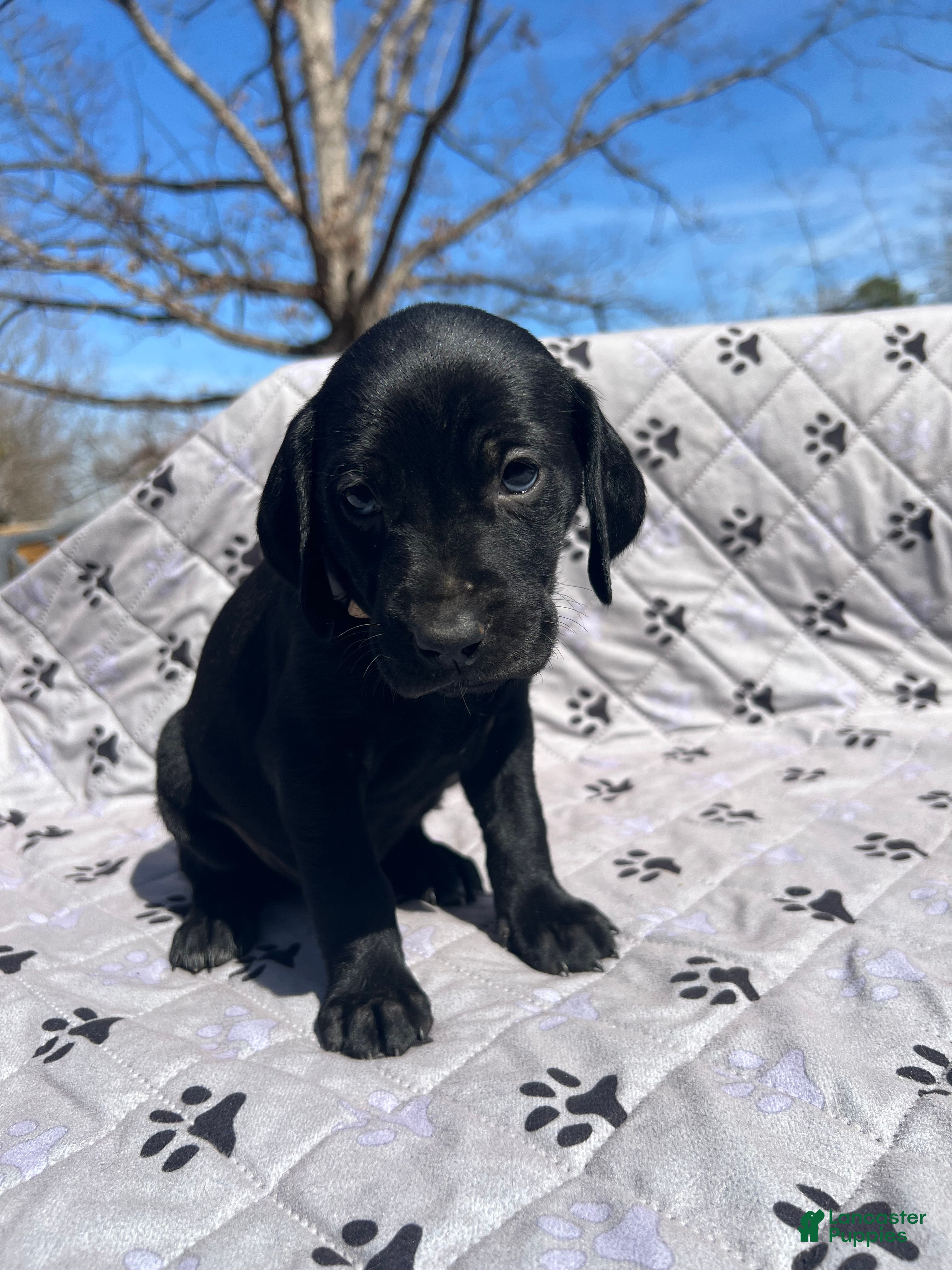 Mixed Breed dogs Mixed Breed Puppy 9 - Ad 2