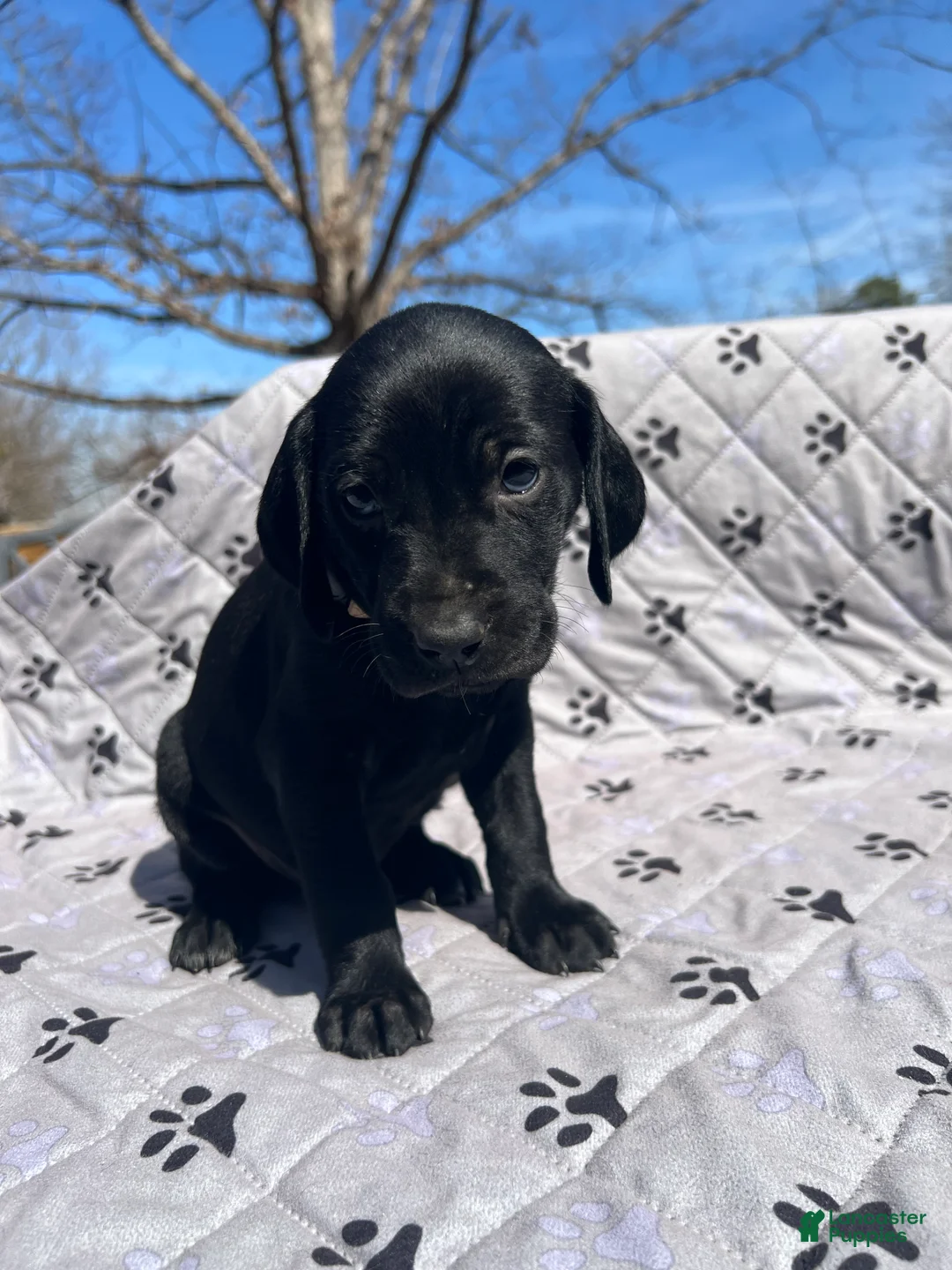 Mixed Breed dogs for sale: Mixed Breed Puppy 9 - Ad 2