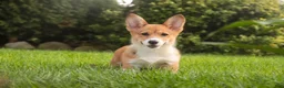 Welsh Corgi Pembroke dogs for sale: Trix Welsh Corgi Pembroke  - Ad 10