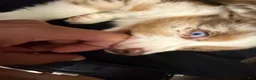 Miniature Australian Shepherd dogs for sale: Miniature Australian Shepherd 1 - Ad 3