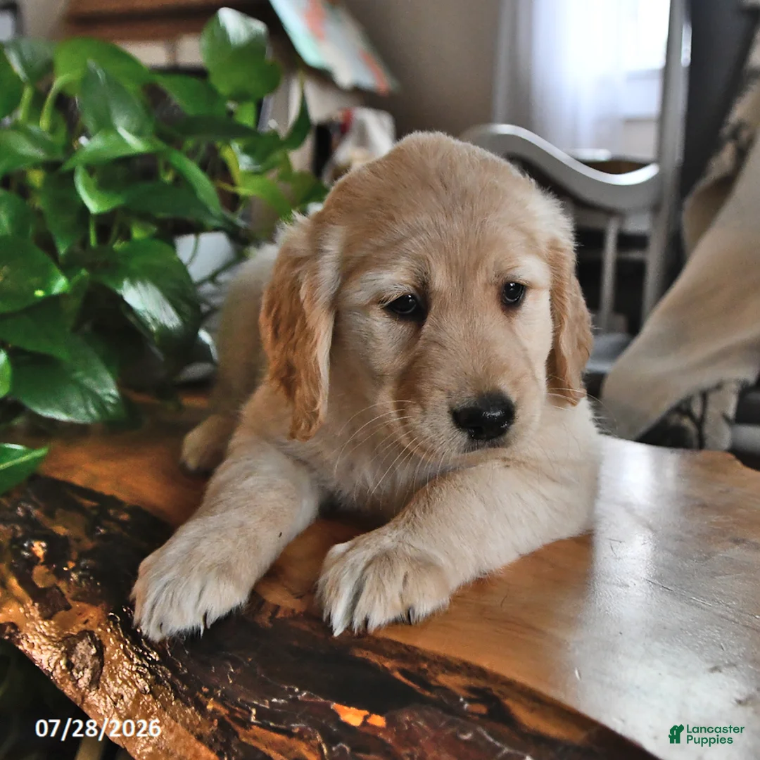 Mixed Breed dogs for sale: Tinker - Ad 1