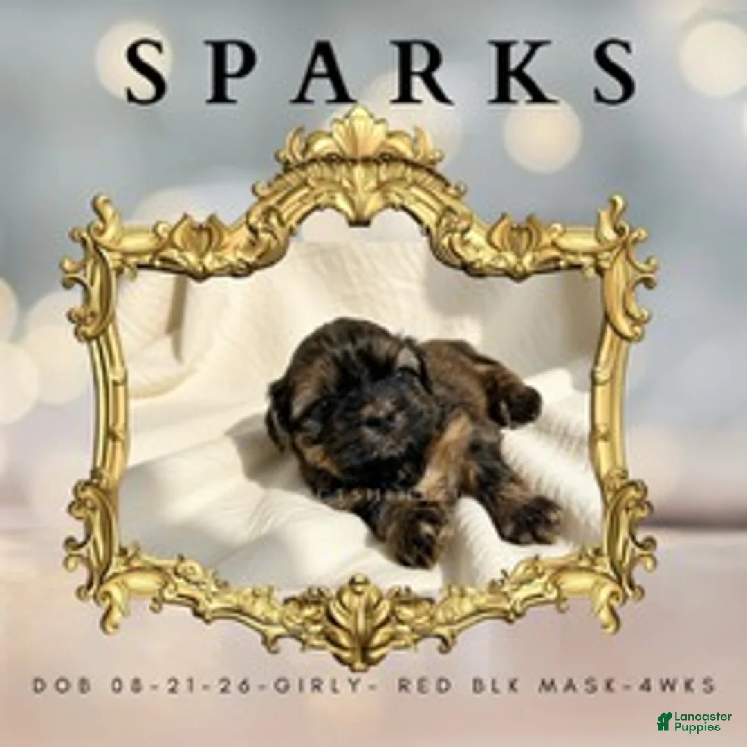 Shih Tzu dogs for sale: Princess Sparks - Ad 1