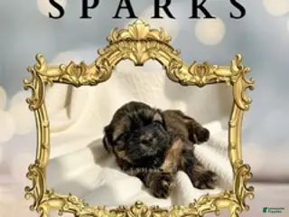 Shih Tzu dogs Princess Sparks - Ad 39