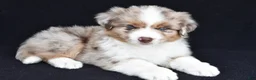 Miniature Australian Shepherd dogs for sale: Rachel - Ad 5