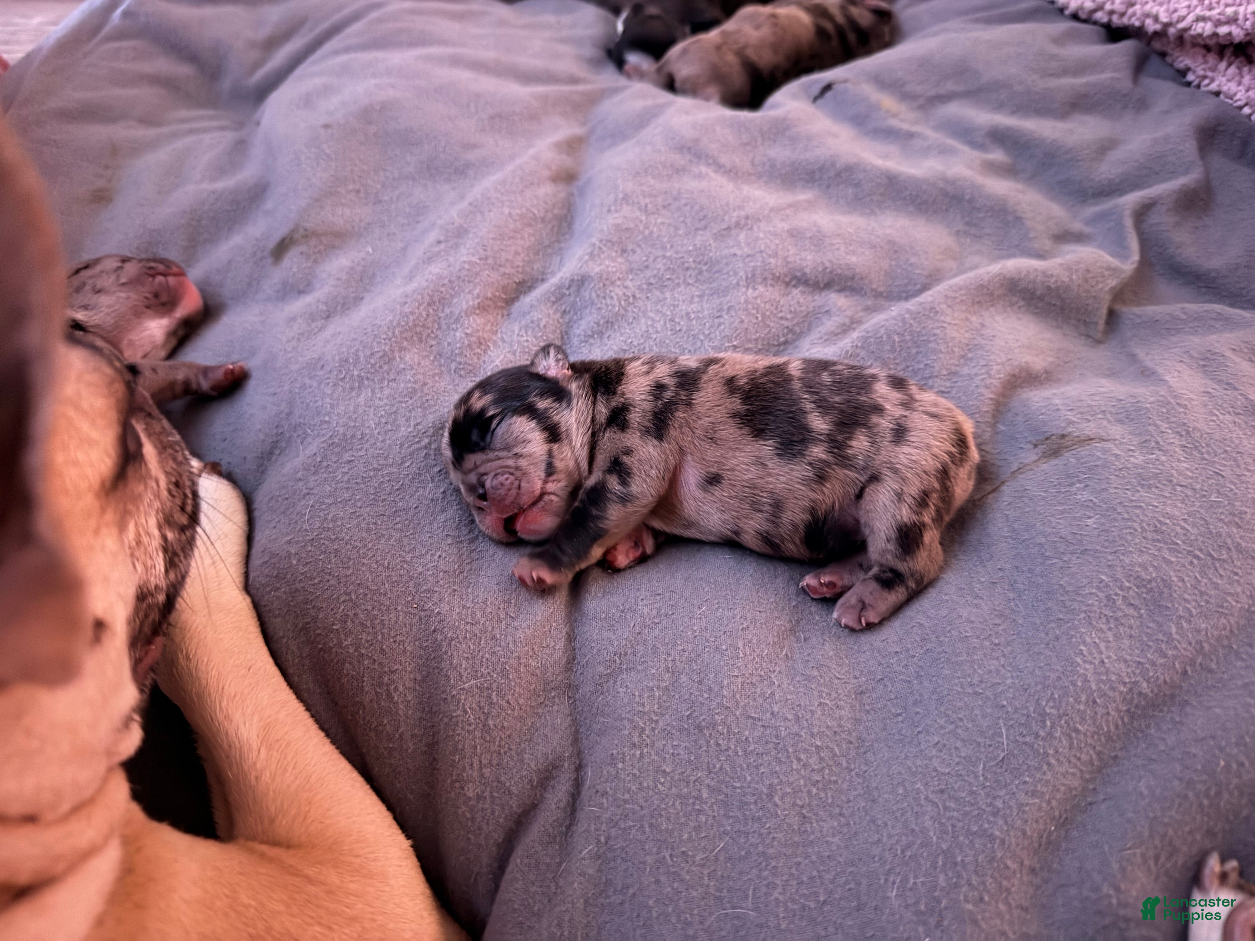 French Bulldog dogs French Bulldog Puppy 2 - Ad 25