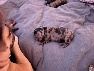 French Bulldog dogs French Bulldog Puppy 2 - Ad 23