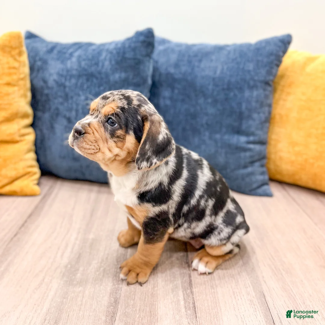 Mixed Breed dogs for sale: Gia - Ad 3