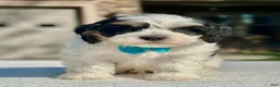 Cavapoo dogs for sale: Oreo - Ad 1
