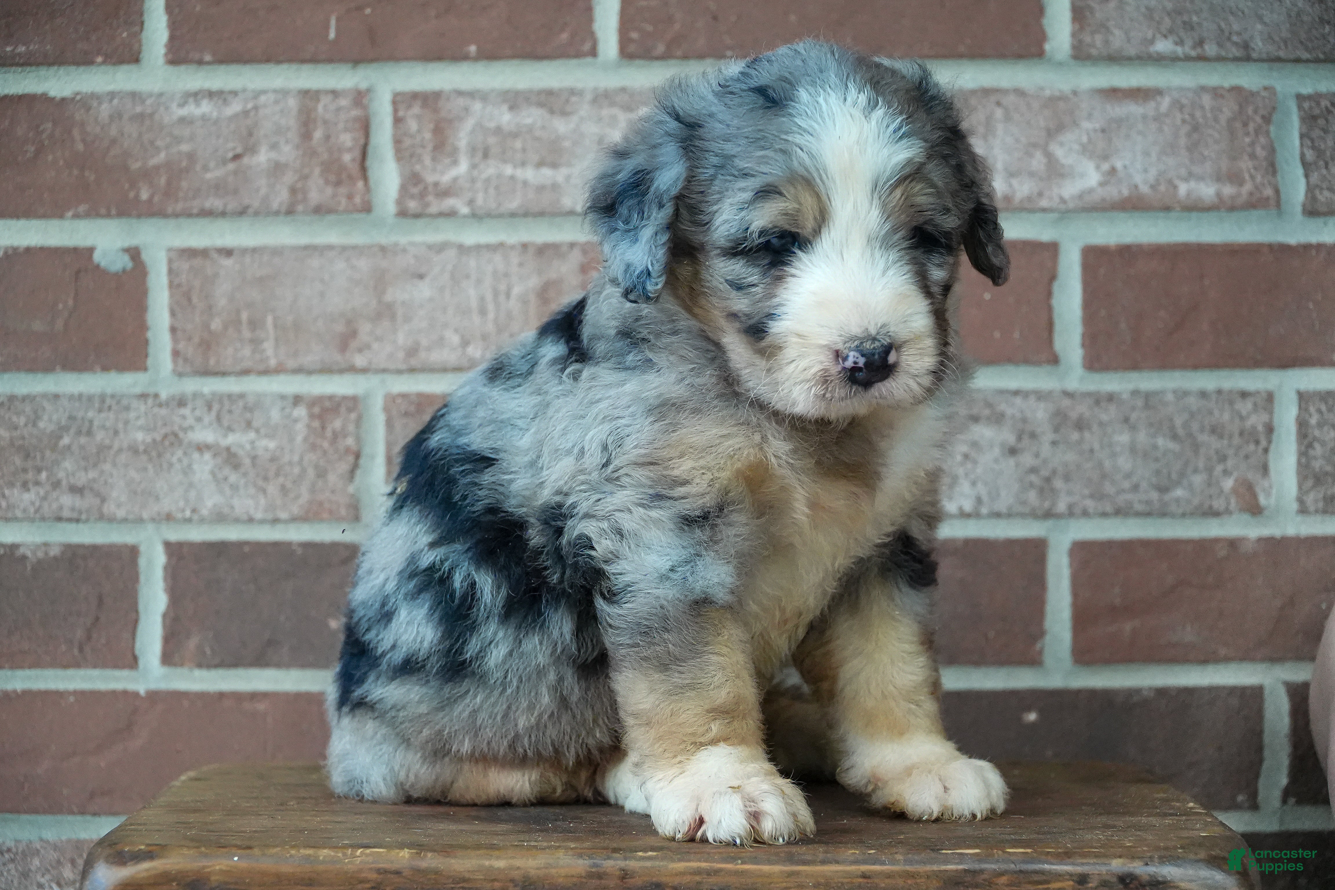 Bernedoodle dogs River - Ad 2