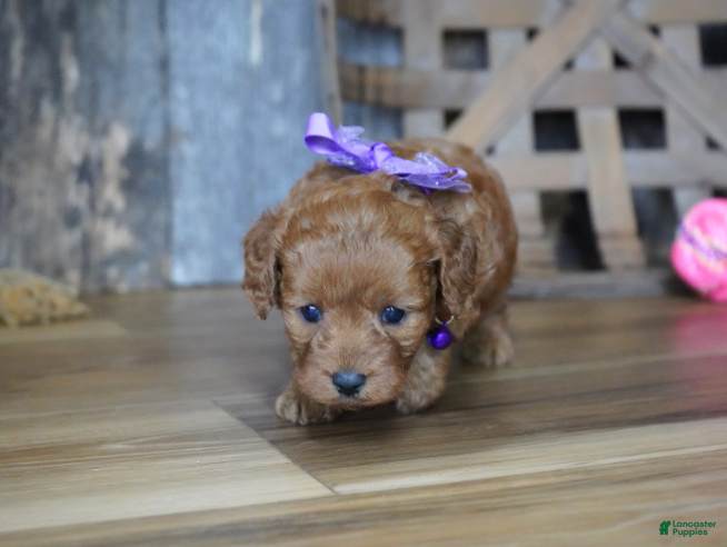 Cavapoo dogs Leah - Ad 1