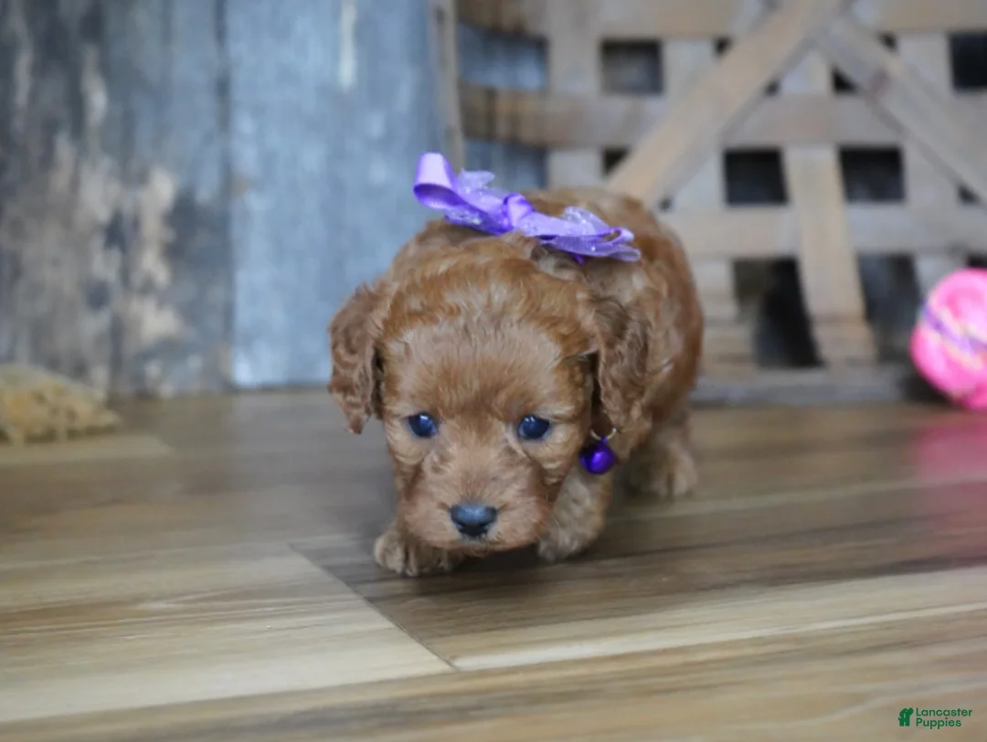 Cavapoo dogs for sale: Leah - Ad 1