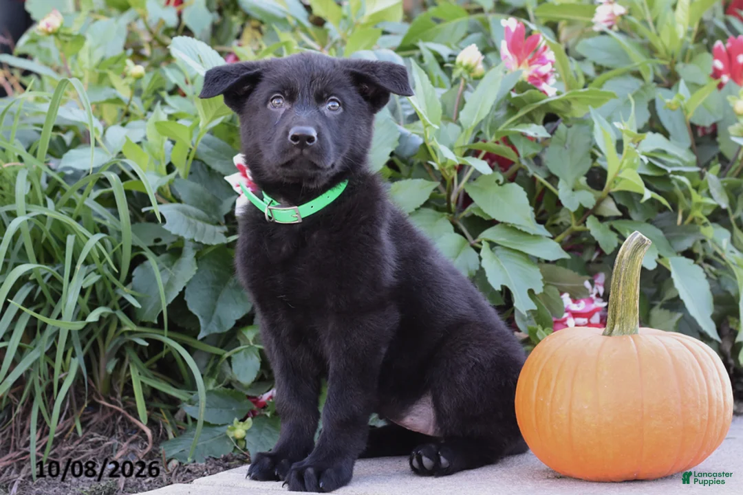 German Shepherd dogs for sale: Tina - Ad 2