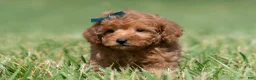 Maltipoo dogs for sale: Putt Putt F1 - Ad 3