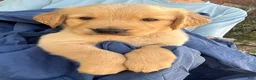 Golden Retriever dogs for sale: Kobo - Ad 3