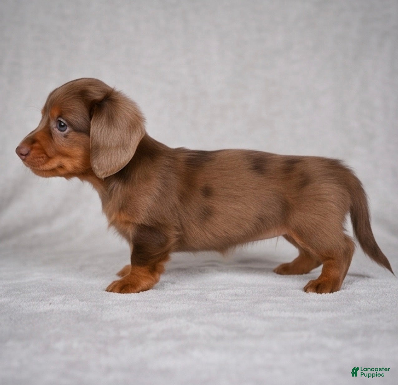 Miniature Dachshund dogs AKC Rose - Ad 2