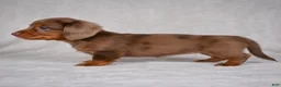 Miniature Dachshund dogs for sale: AKC Rose - Ad 2
