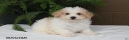 Bichpoo dogs for sale: Kari - Ad 3