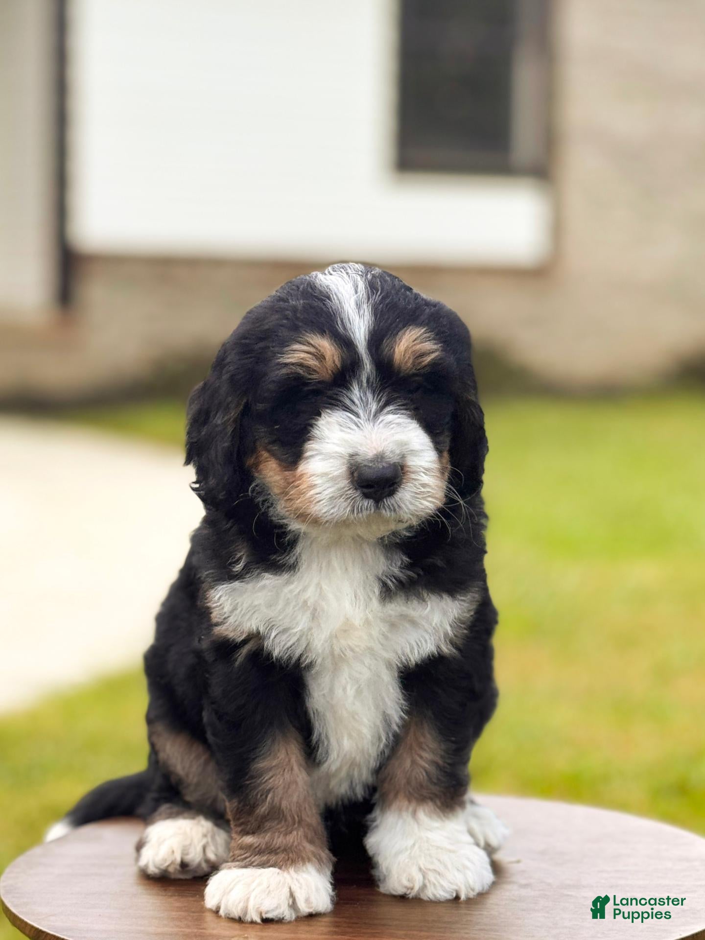 Bernedoodle dogs Milo - Ad 1