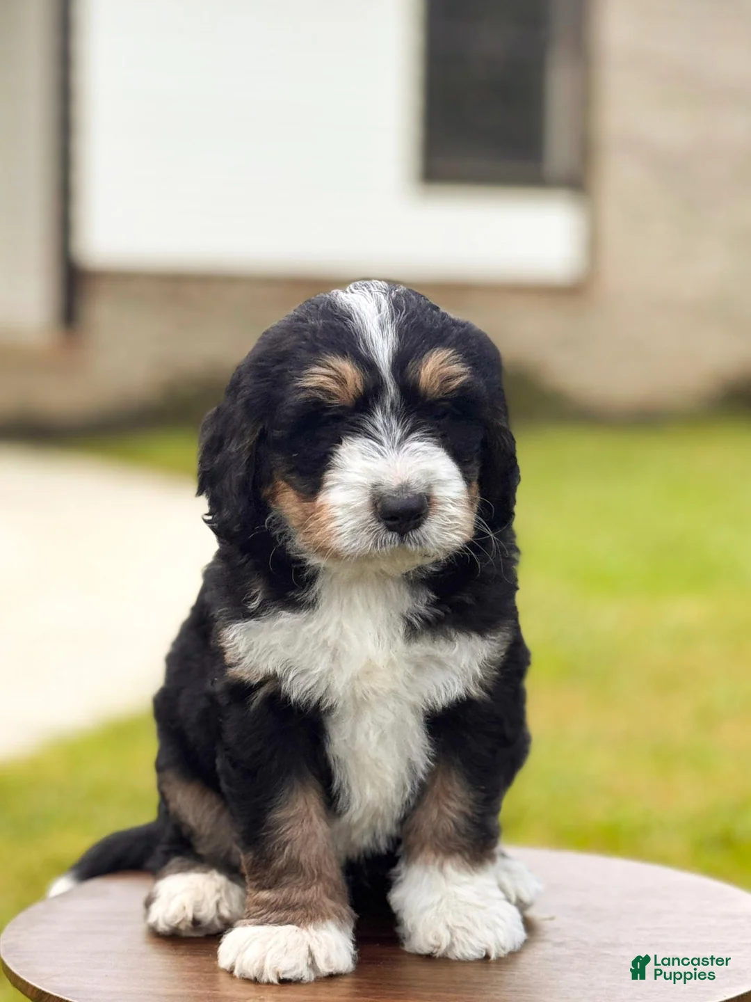 Bernedoodle dogs for sale: Milo - Ad 1