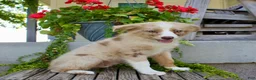Australian Shepherd dogs for sale: Tootsie - Ad 6