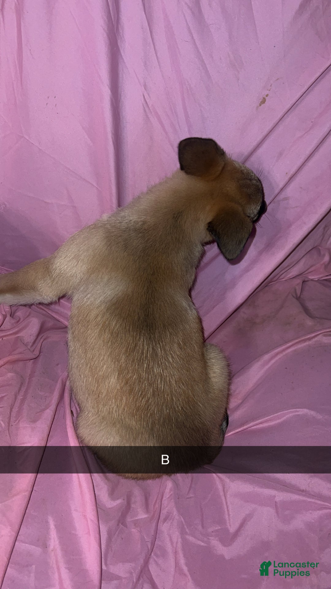 Mixed Breed dogs for sale: Boy 2 - Ad 5