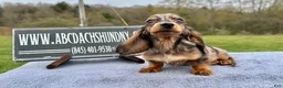 Miniature Dachshund dogs for sale: AKC Russian- Pra clear sale - Ad 4