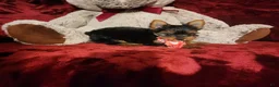 Yorkshire Terrier dogs for sale: POPPY - Ad 9