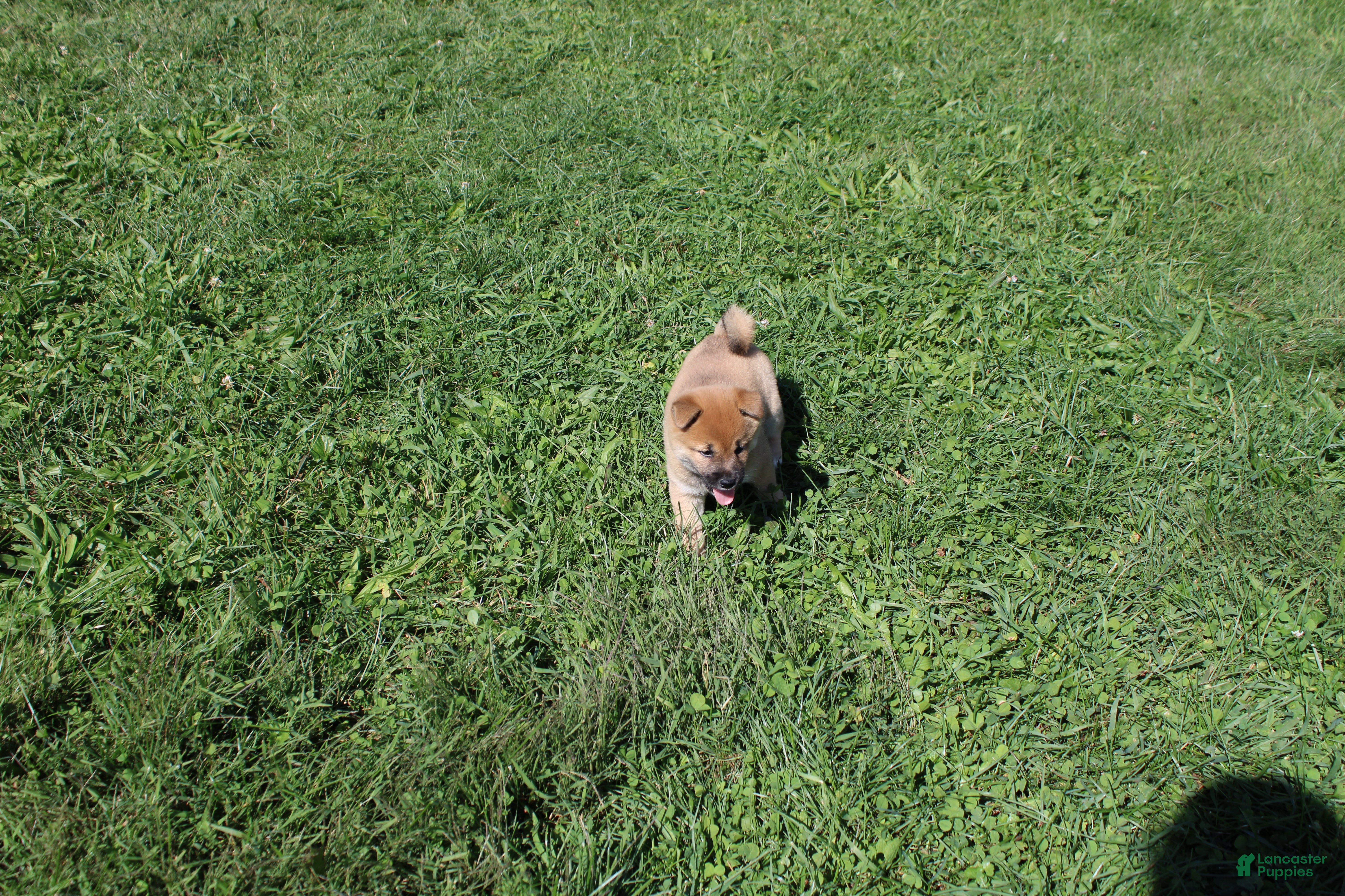 Shiba Inu dogs Shrimp - Ad 2