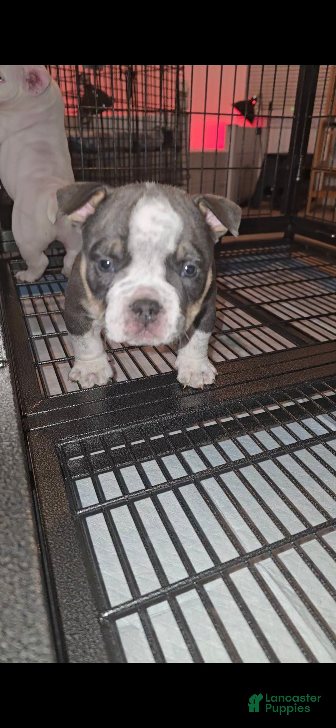 American Bully dogs for sale: American Bully Puppy 1 - Ad 7