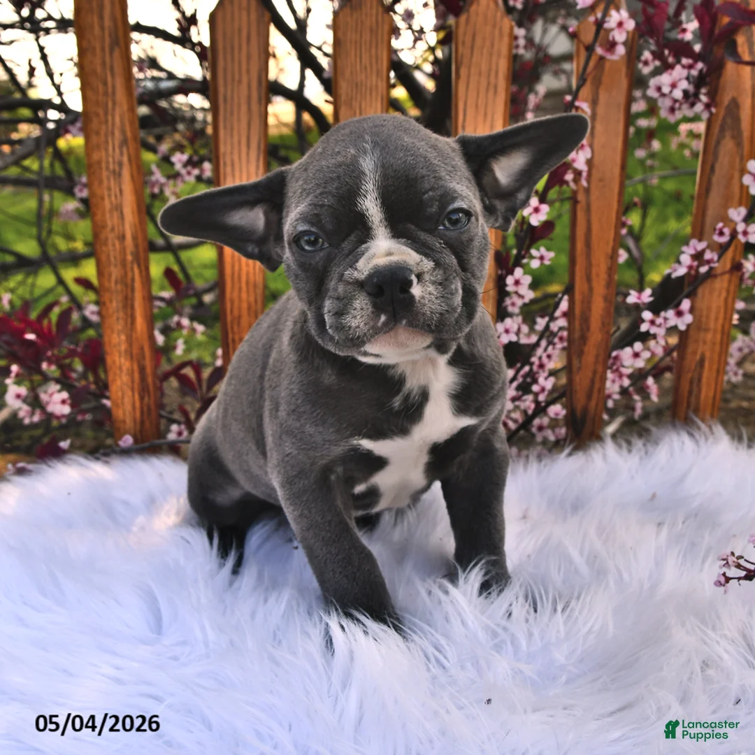 Frenchton dogs for sale: Rover - Ad 1
