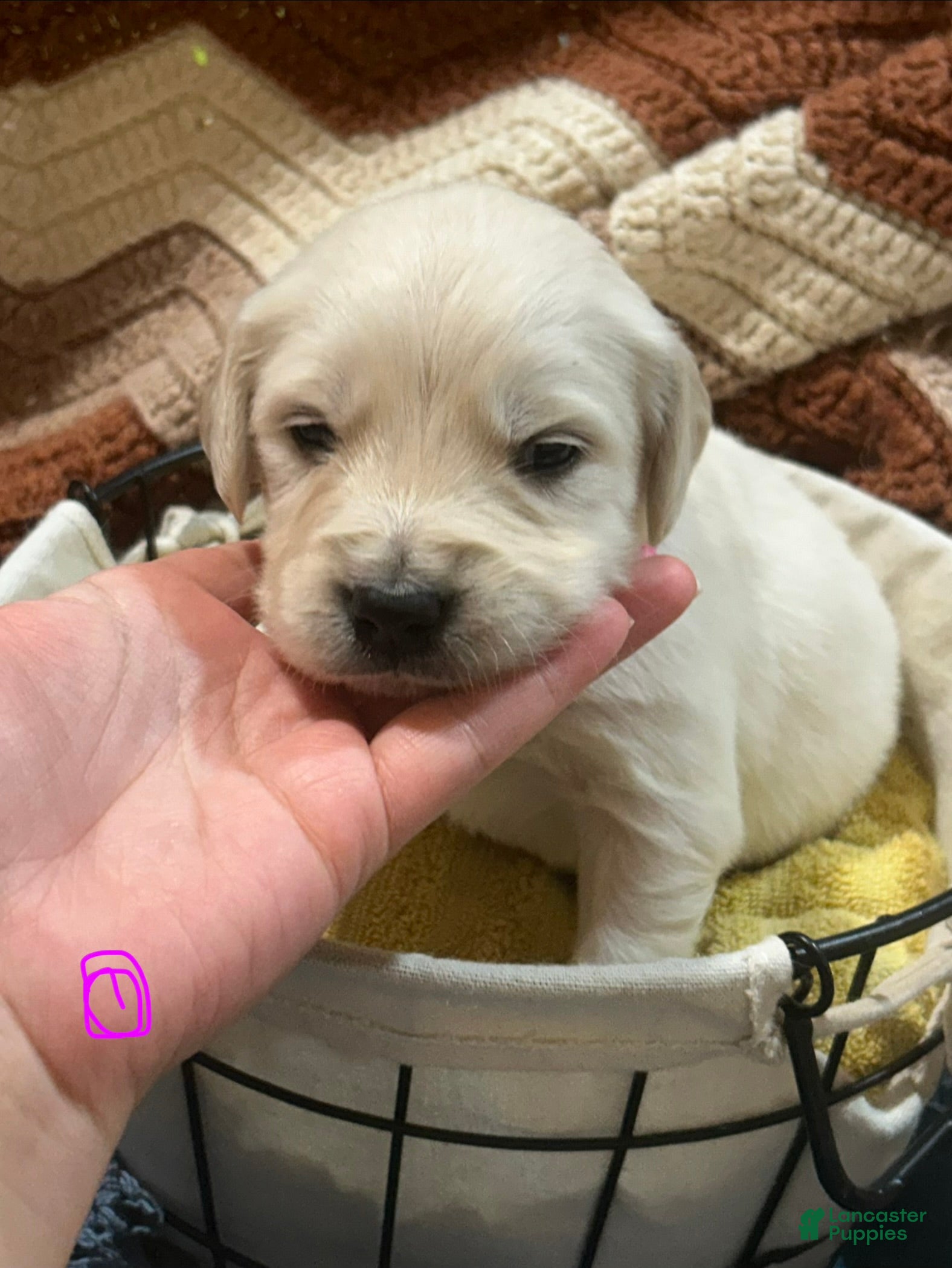 Golden Retriever dogs for sale: Dark pink-Rosie  - Ad 2