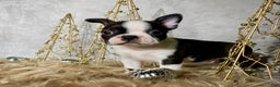 Boston Terrier dogs for sale: Cedar  - Ad 7