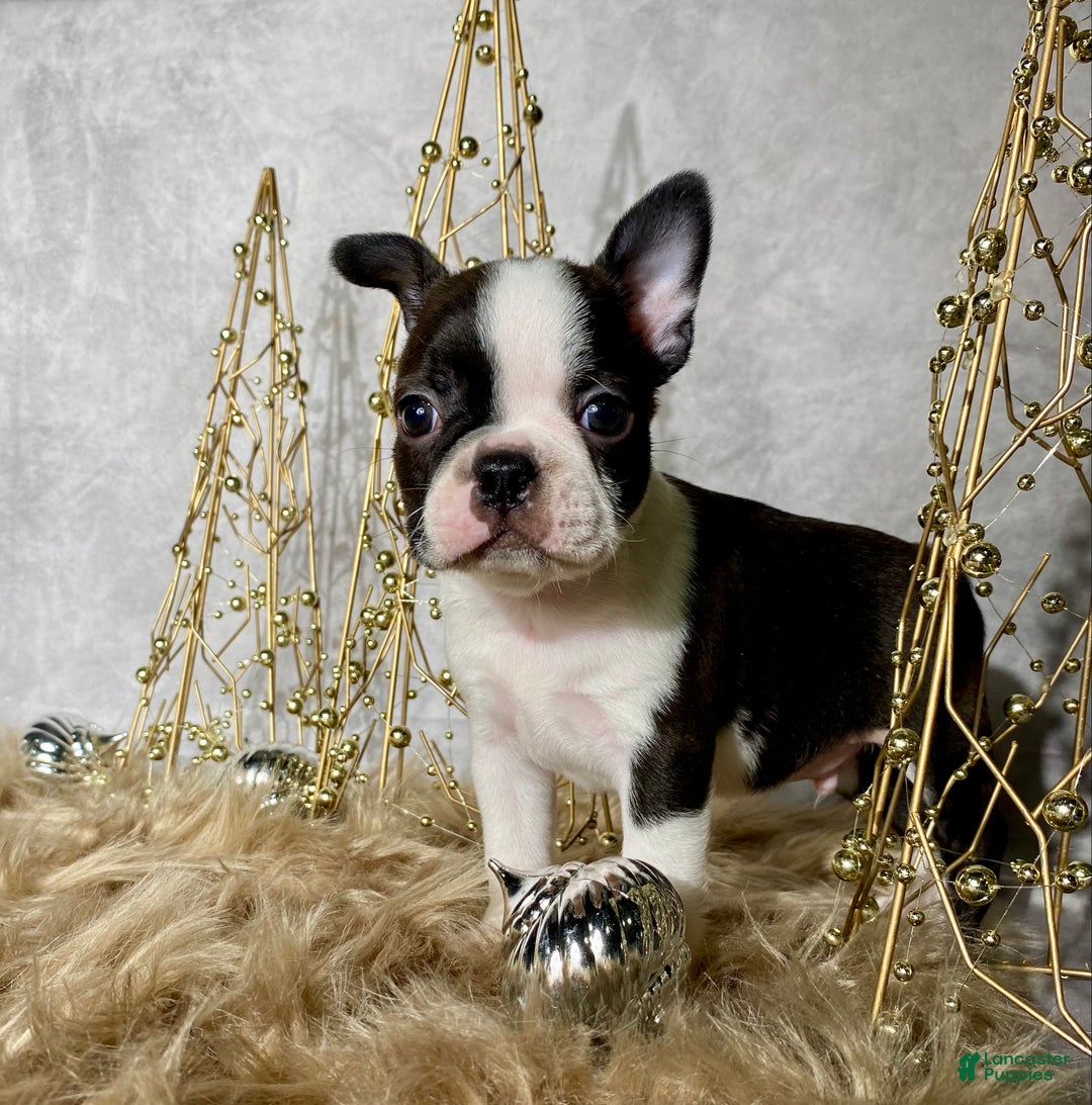 Boston Terrier dogs for sale: Cedar  - Ad 7
