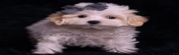 Maltipoo dogs for sale: Jameson - Ad 3