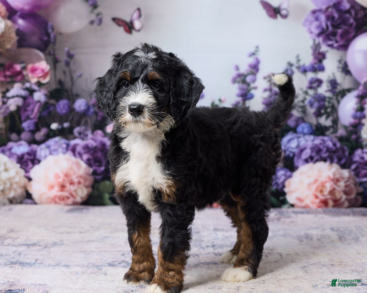 Bernedoodle dogs Luna - Ad 2