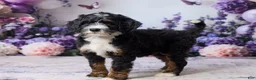 Bernedoodle dogs for sale: Luna - Ad 2