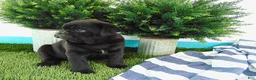 Mixed Breed dogs for sale: Sophia - Ad 4