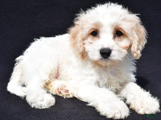 Cavachon dogs - Ad 10