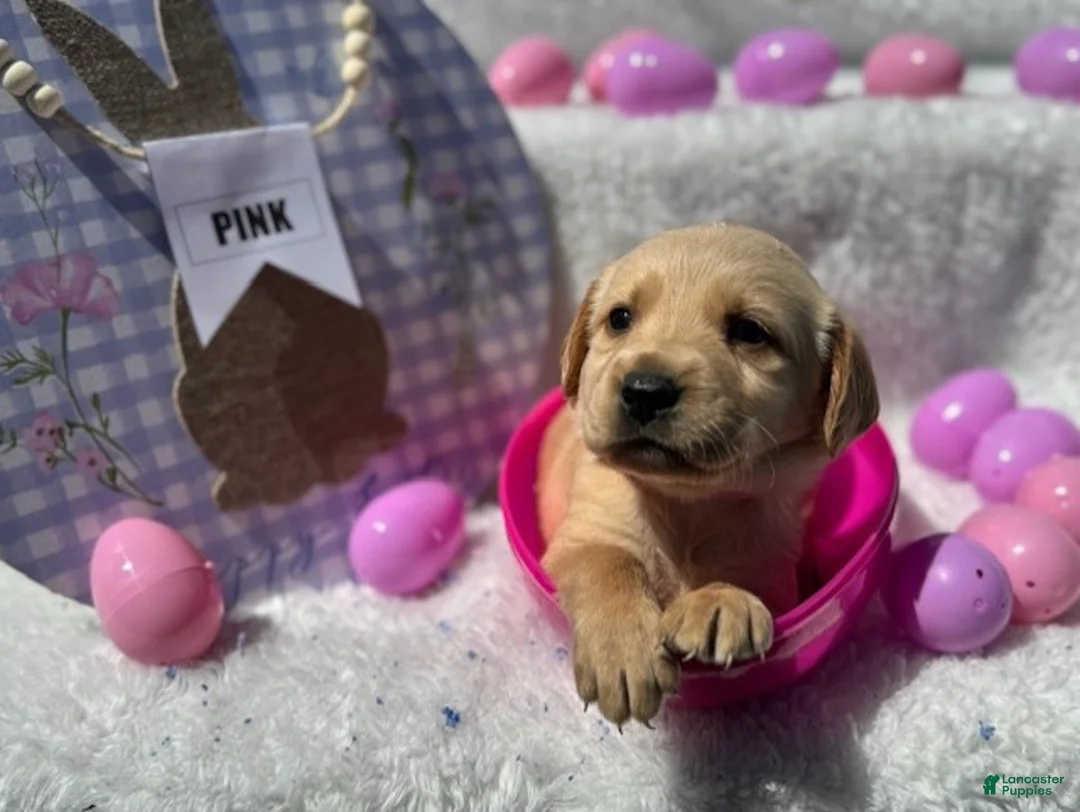 Labrador Retriever dogs for sale: Pink Collar Female - Ad 1