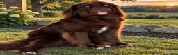 Mixed Breed dogs for sale: Mixed Breed 3 - Ad 2