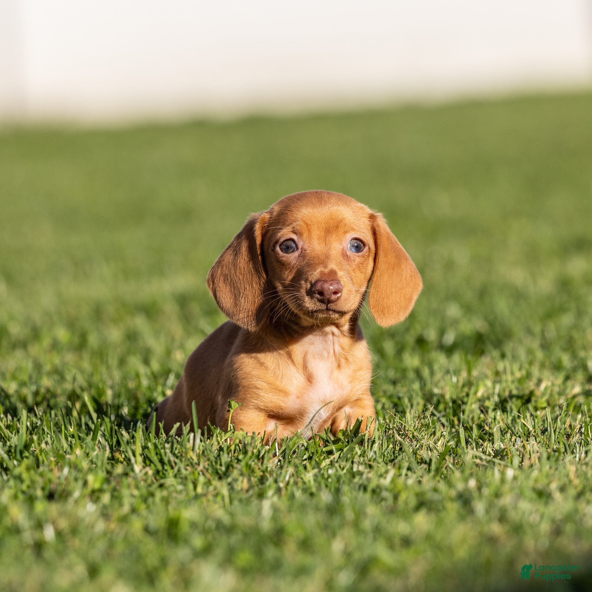 Miniature Dachshund dogs for sale: Rosie - Ad 1