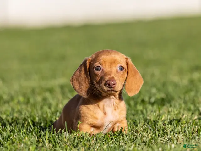Miniature Dachshund dogs for sale: Rosie - Ad 1
