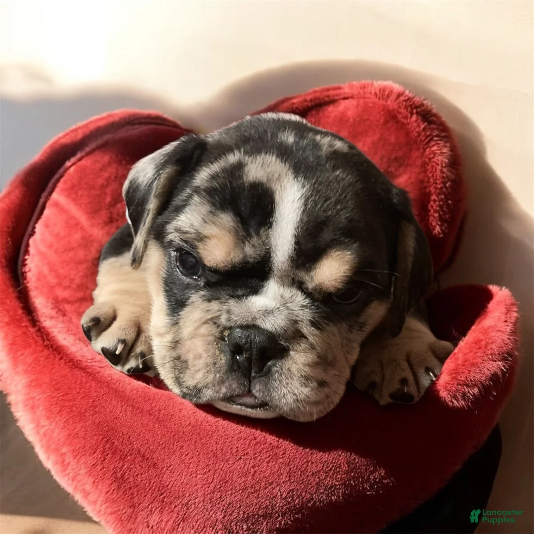 English Bulldog dogs for sale: Wilbur - Ad 4