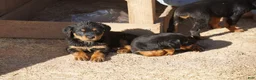 Rottweiler dogs for sale: Rottweiler F2 - Ad 9