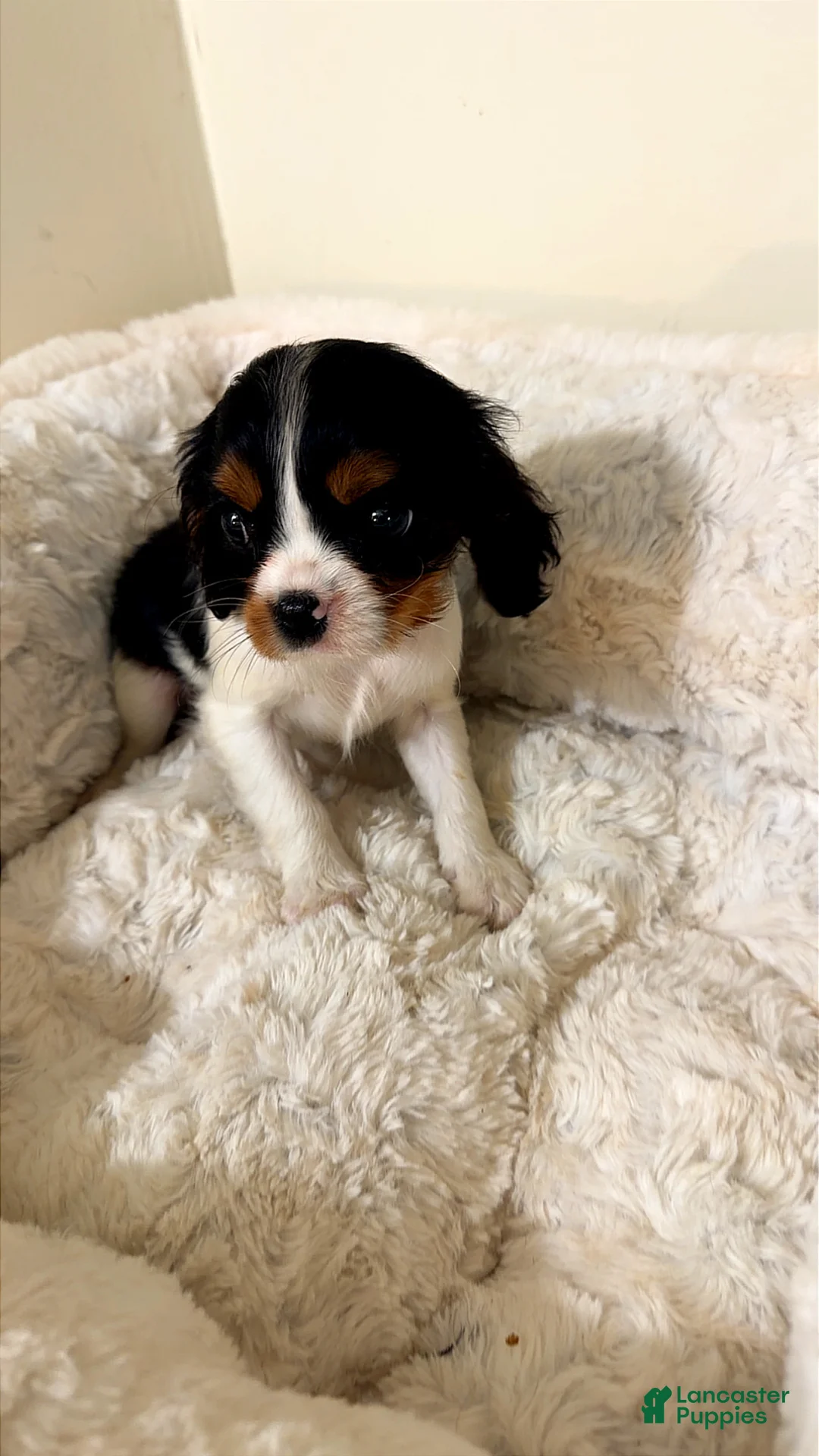 Cavalier King Charles Spaniel dogs for sale: Sprinkles  - Ad 1