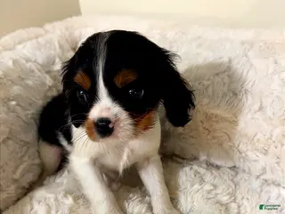 Cavalier King Charles Spaniel dogs Sprinkles - Ad 9