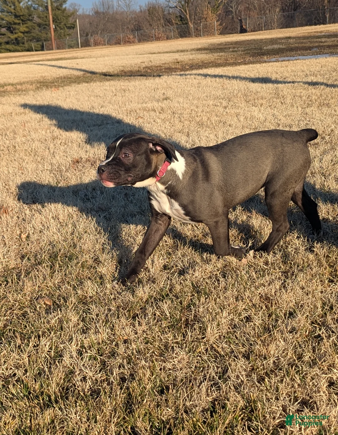 American Bully dogs for sale: Rage - Ad 10