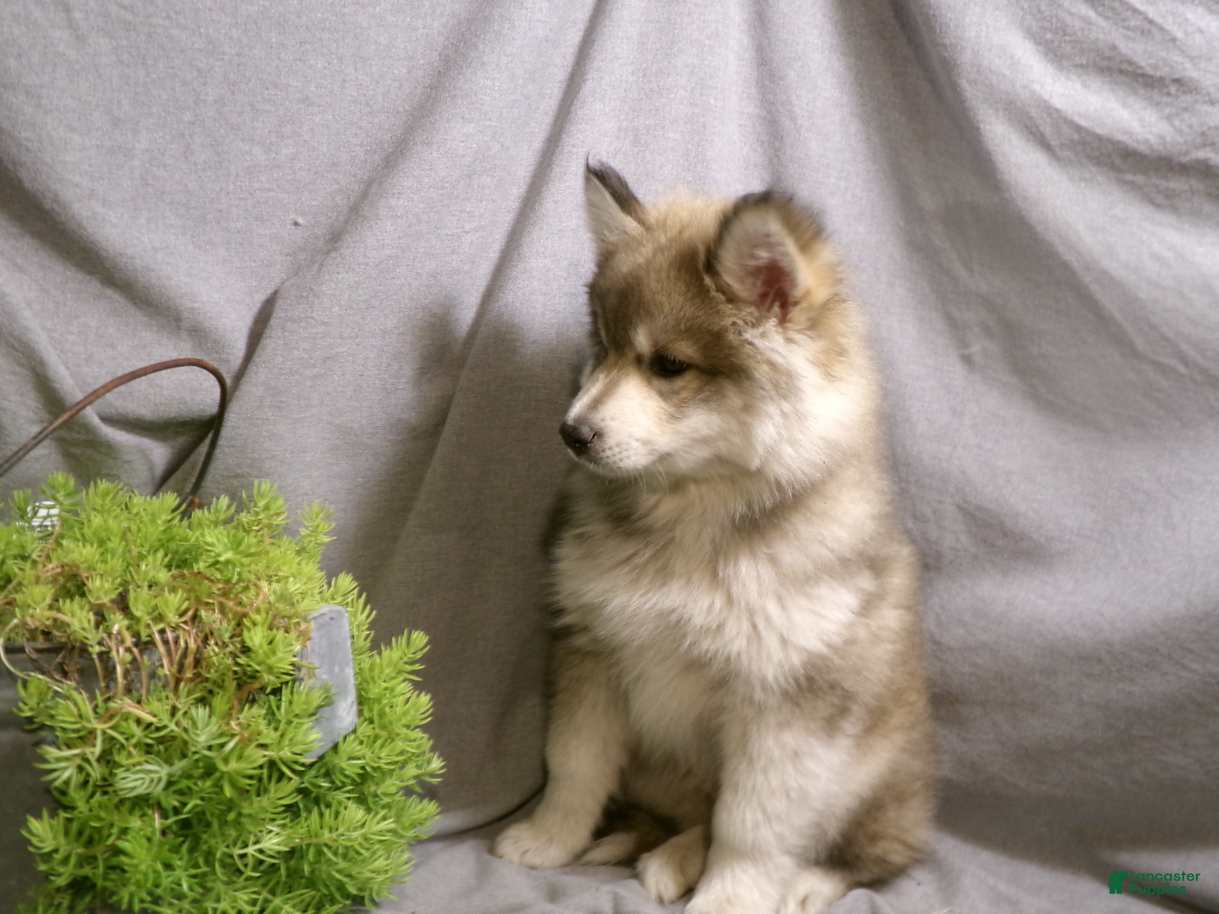 Pomsky dogs Alex - Ad 2