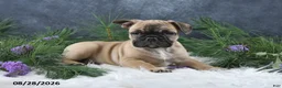 Frenchton dogs for sale: Marco - Ad 3